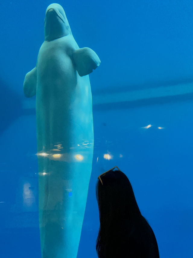 全台最大規模海生館🐬超親人小白鯨萌翻全場💕