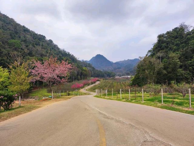 ธรรมชาติงดงาม ในหุบเขาสลับซับซ้อน บนยอดดอยอ่างขาง