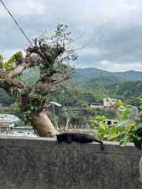 หมู่บ้านแมวที่ไต้หวัน Houtong Cat Village