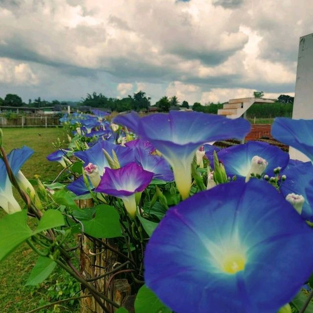 โมริยาห์สวนดอกไม้  ตาก