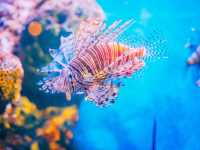 曼谷親子景點｜暹羅海洋世界🐠🦈