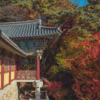가을 붉은단풍으로 물든 천년의 역사“경주 불국사”