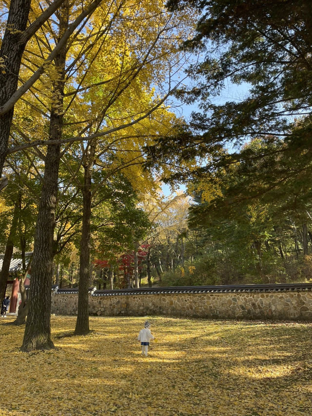 파주 은행나무 맛집 이이유적💛