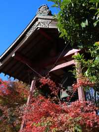 📍 【栃木 】天翁院 の美しい紅葉🍁