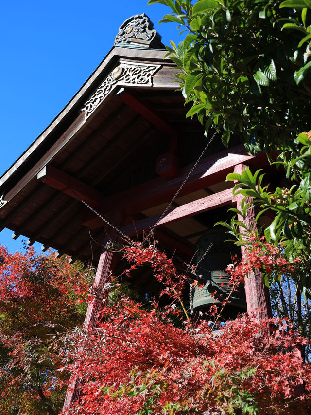 📍 【栃木 】天翁院 の美しい紅葉🍁