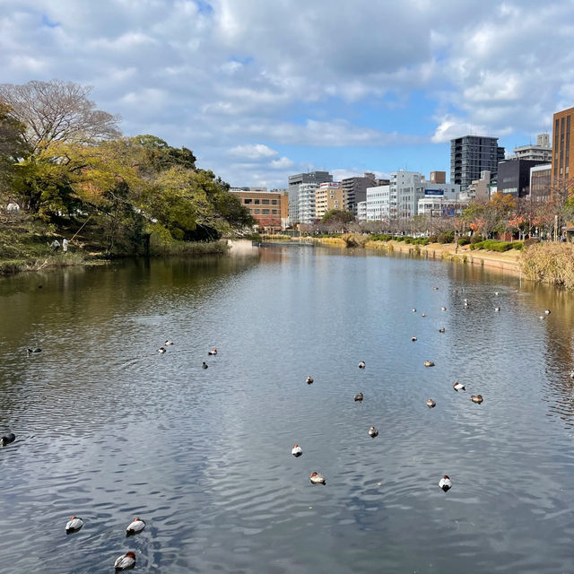 漢江市民公園：秋日奇緣 🍁🌳