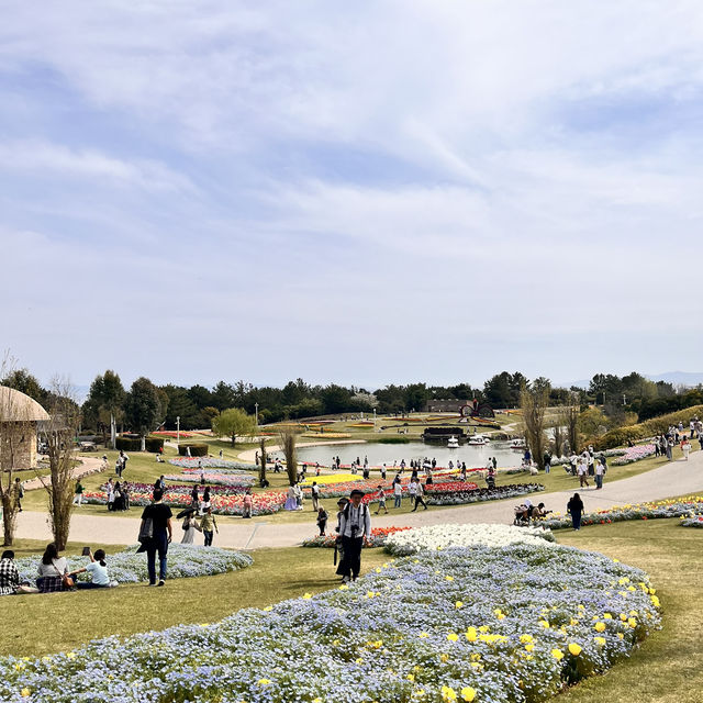 【淡路島】国営明石海峡公園のお花畑🌼