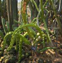 深圳仙湖植物公園