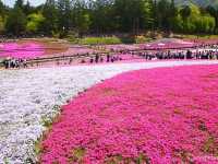 【埼玉県】芝桜のパッチワークが絶景！「羊山公園・芝桜の丘」
