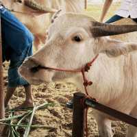 Buffalo Village หมู่บ้านอนุรักษ์ควายไทย