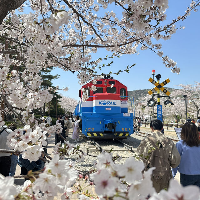 🇰🇷Jinhae : Cherry Blossom Festival🌸 (01.Apr.202