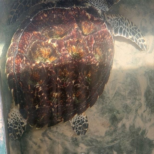 Hikkaduwa sri lanka