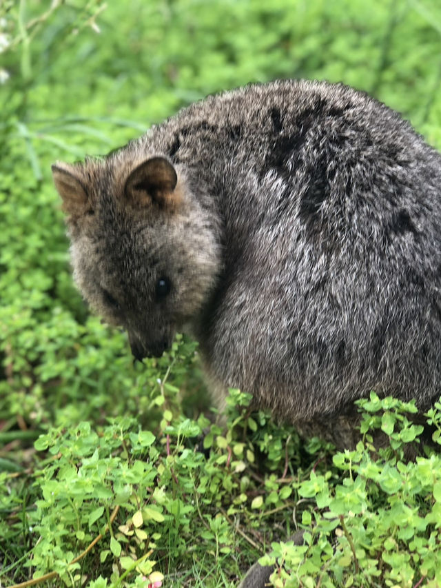 The Quirky Charm of Quokkas: Nature’s Happiest Animals