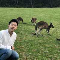 Hop Into Your Heart: Wild Kangaroo Encounter in Perth