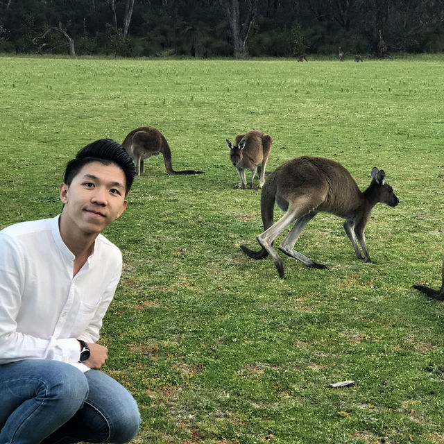 Hop Into Your Heart: Wild Kangaroo Encounter in Perth