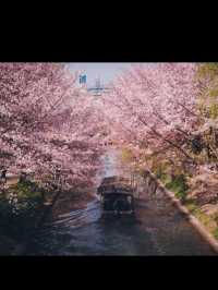 【伏見十石舟と桜】京都の桜おすすめスポット