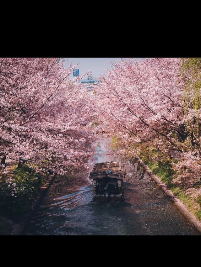 【伏見十石舟と桜】京都の桜おすすめスポット