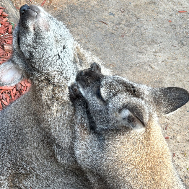 🐨 造訪瑪璐考拉和動物公園的歡樂時光 🌿