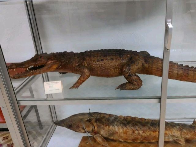 動物學與百年藝術