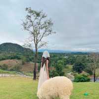 🐑 ฟาร์มแกะเปิดใหม่ในตัวเมืองเชียงราย
