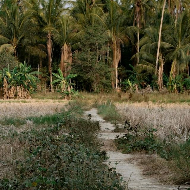 熱愛森林的我去了地球上最大的熱帶雨林🌳🌴