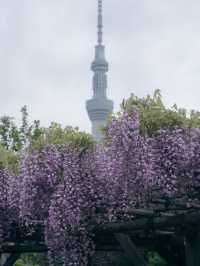 亀戸天神社🌸藤まつりで感じる春の絶景