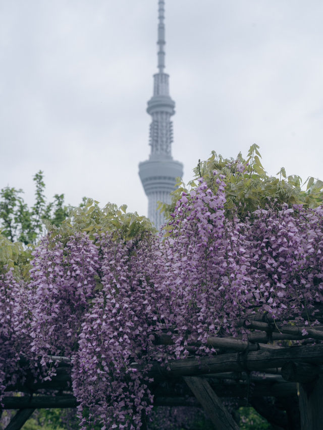 亀戸天神社🌸藤まつりで感じる春の絶景