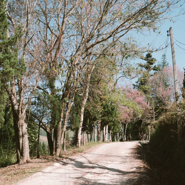 หนึ่งในหมู่บ้านที่ชอบที่สุด 'บ้านร่องกล้า'  🌸🌳