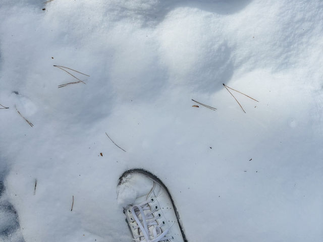 《長野県》地獄谷野猿公苑
