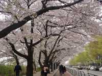 Cherry Blossoms Aren’t Just in Japan, Seoul Has Them Too: Yeouido Hangang Park