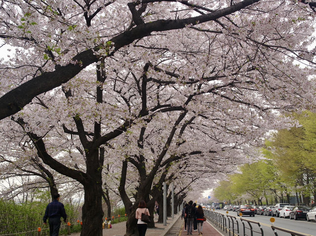 Cherry Blossoms Aren’t Just in Japan, Seoul Has Them Too: Yeouido Hangang Park