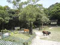 Wisdom in the Mountains: A Journey Through Hong Kong’s Quiet Gem