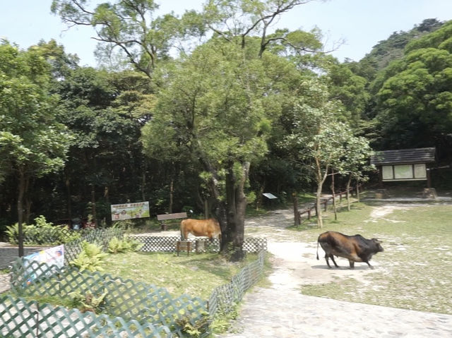 Wisdom in the Mountains: A Journey Through Hong Kong’s Quiet Gem