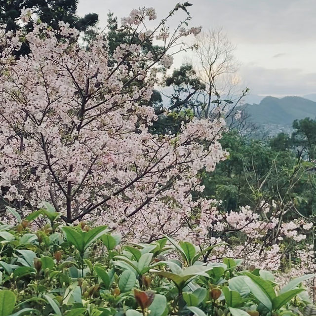 台北｜指南宮櫻花盛開，美不勝收