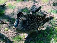 Moonlit Sanctuary: A Magical Wildlife Encounter