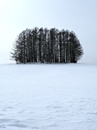 Hokkaido Biei & Furano One-Day Tour - Exploring Stunning Scenery and Dreamy Hidden Spots