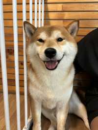Dog In Town Café (ด็อกอินทาวน์ คาเฟ่) 