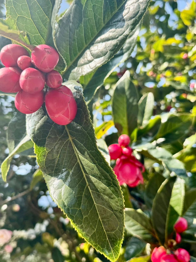 新社沐心泉：時時有花賞