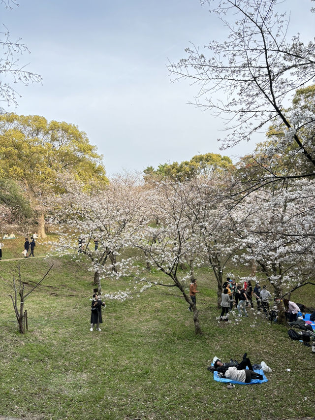 福岡西公園，遇見含羞的櫻花🌸🍒