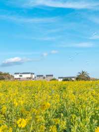 노랗게 물든 제주 산방산 유채꽃밭🌼
