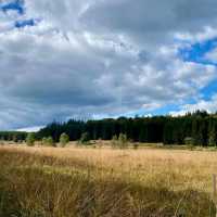 De Biesbosch National Park