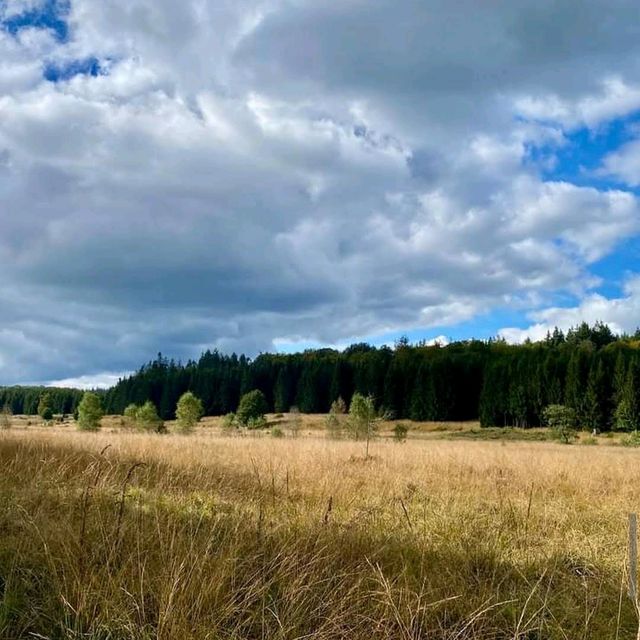 De Biesbosch National Park
