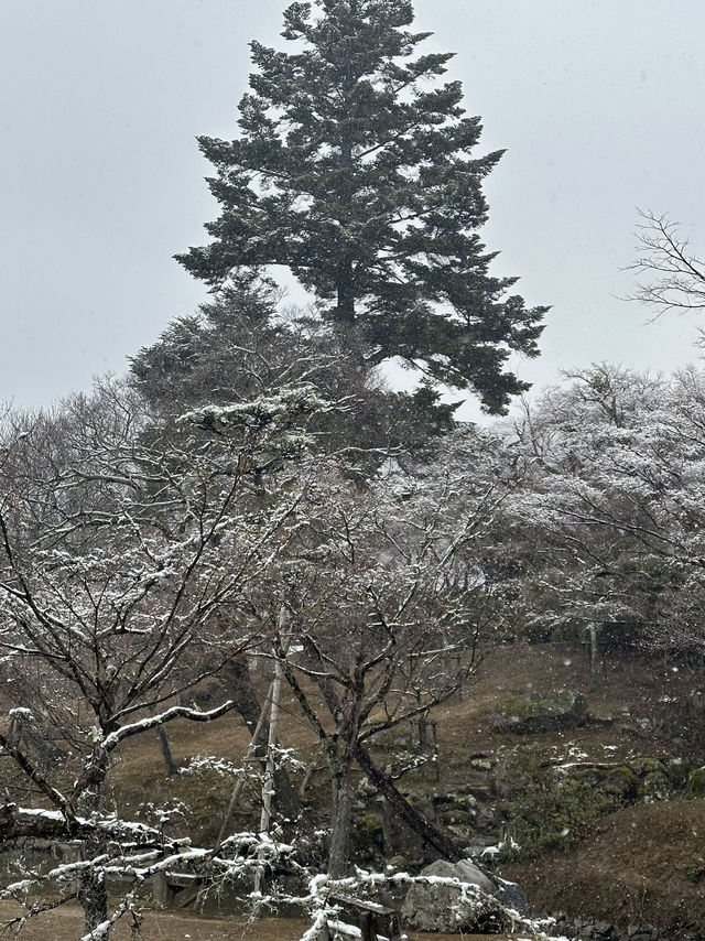 Nara: Japan’s Ancient Capital of Temples, Deer, and Timeless Beauty