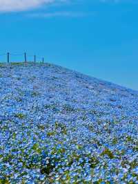 Maishima Nemophila Flower Festival, Japan 🇯🇵