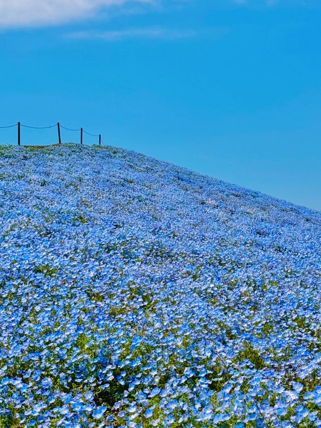 Maishima Nemophila Flower Festival, Japan 🇯🇵
