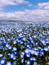 Maishima Nemophila Flower Festival, Japan 🇯🇵