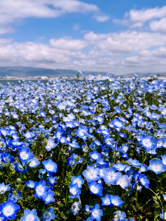 Maishima Nemophila Flower Festival, Japan 🇯🇵