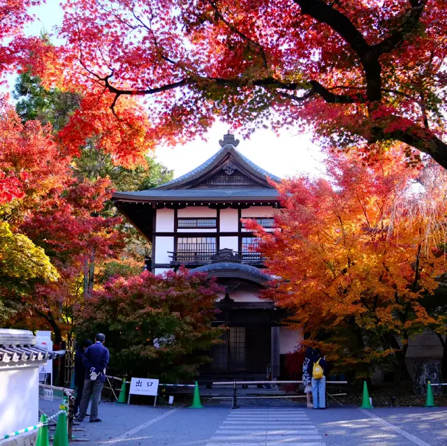 Kyoto - Eikando đừng nên bỏ qua