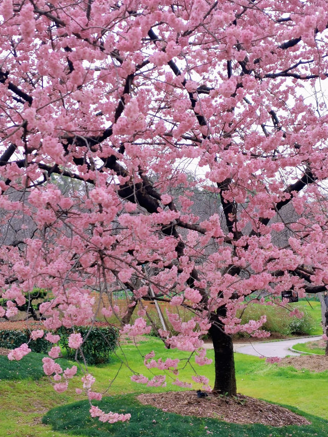 Trip to Wuhan, China 🌸 