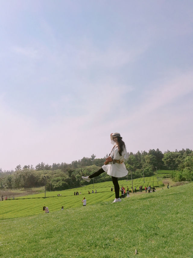 🍃초록초록 녹차밭이 있는 이니스프리 제주하우스